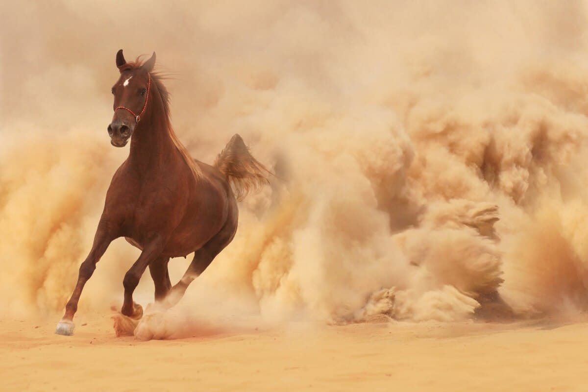 معنى كلمة الكفاح