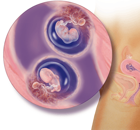 الأسبوع الثامن للتوأم داخل الرحم الأسبوع الثامن للتوأم داخل الرحم