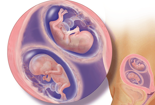 الأسبوع الثاني عشر للتوأم داخل الرحم الأسبوع الثاني عشر للتوأم داخل الرحم