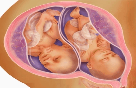 الأسبوع الثاني والثلاثين ـ الأسبوع الأربعين للتوأم داخل الرحم الأسبوع الثاني والثلاثين ـ الأسبوع الأربعين للتوأم داخل الرحم