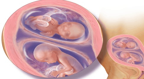 الأسبوع السادس عشر للتوأم داخل الرحم الأسبوع السادس عشر للتوأم داخل الرحم