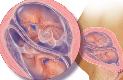 الأسبوع العشرين للتوأم داخل الرحم الأسبوع العشرين للتوأم داخل الرحم