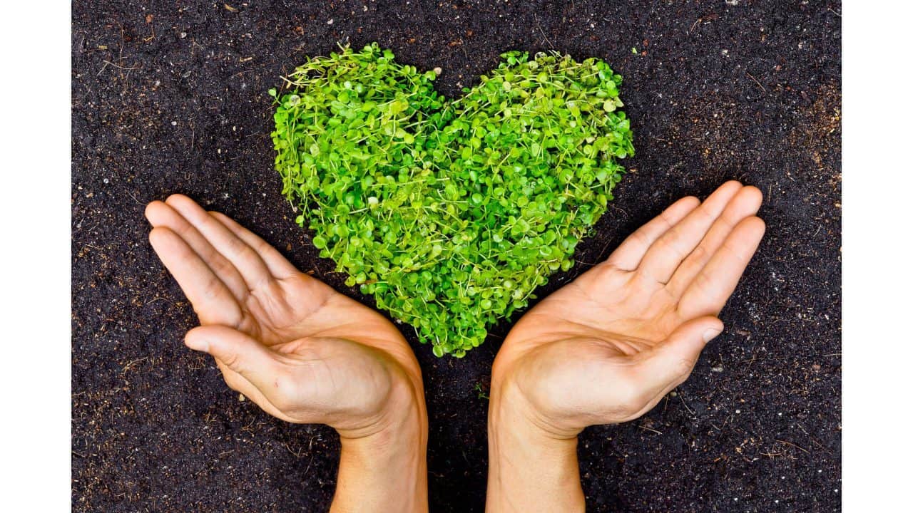 بحث عن البيئة المستدامة