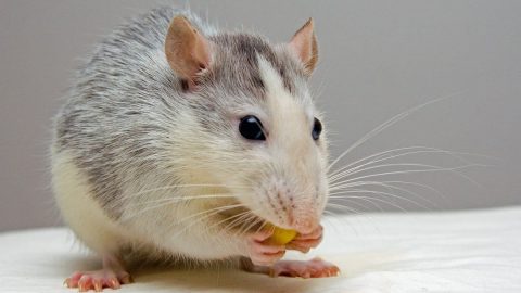 تفسير الفأر في المنام لابن سيرين