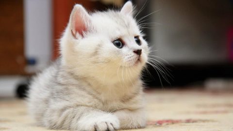 تفسير القطط في المنام لابن سيرين القطط البيضاء والسوداء في الخير والشر