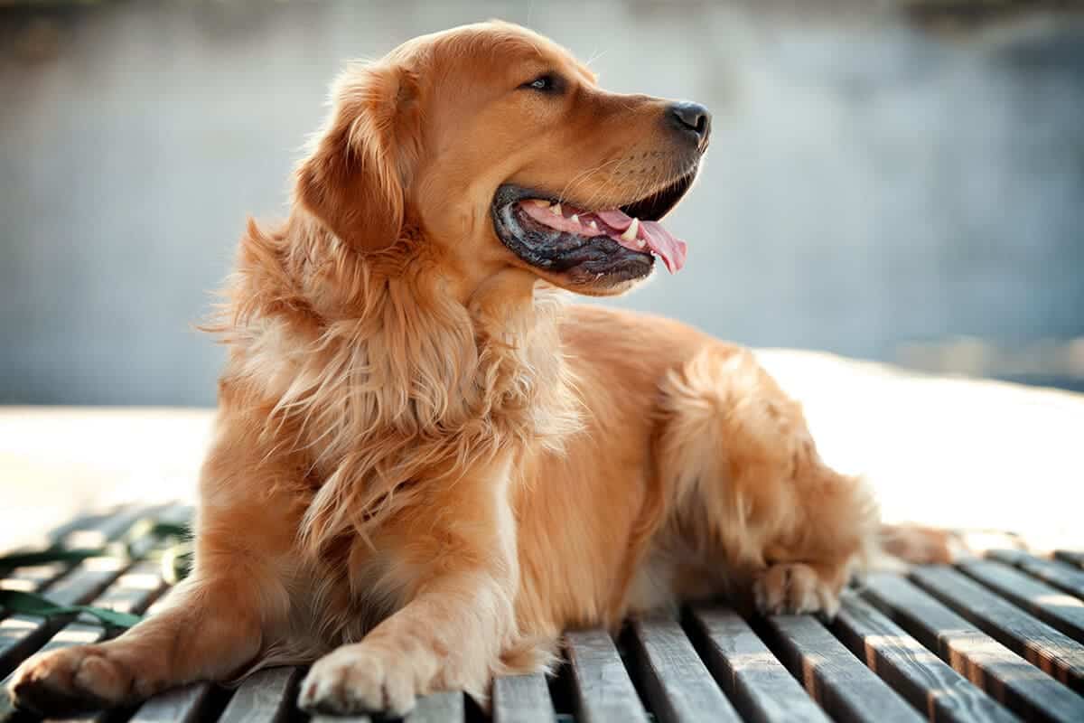 تفسير رؤية الكلاب في المنام لابن سيرين