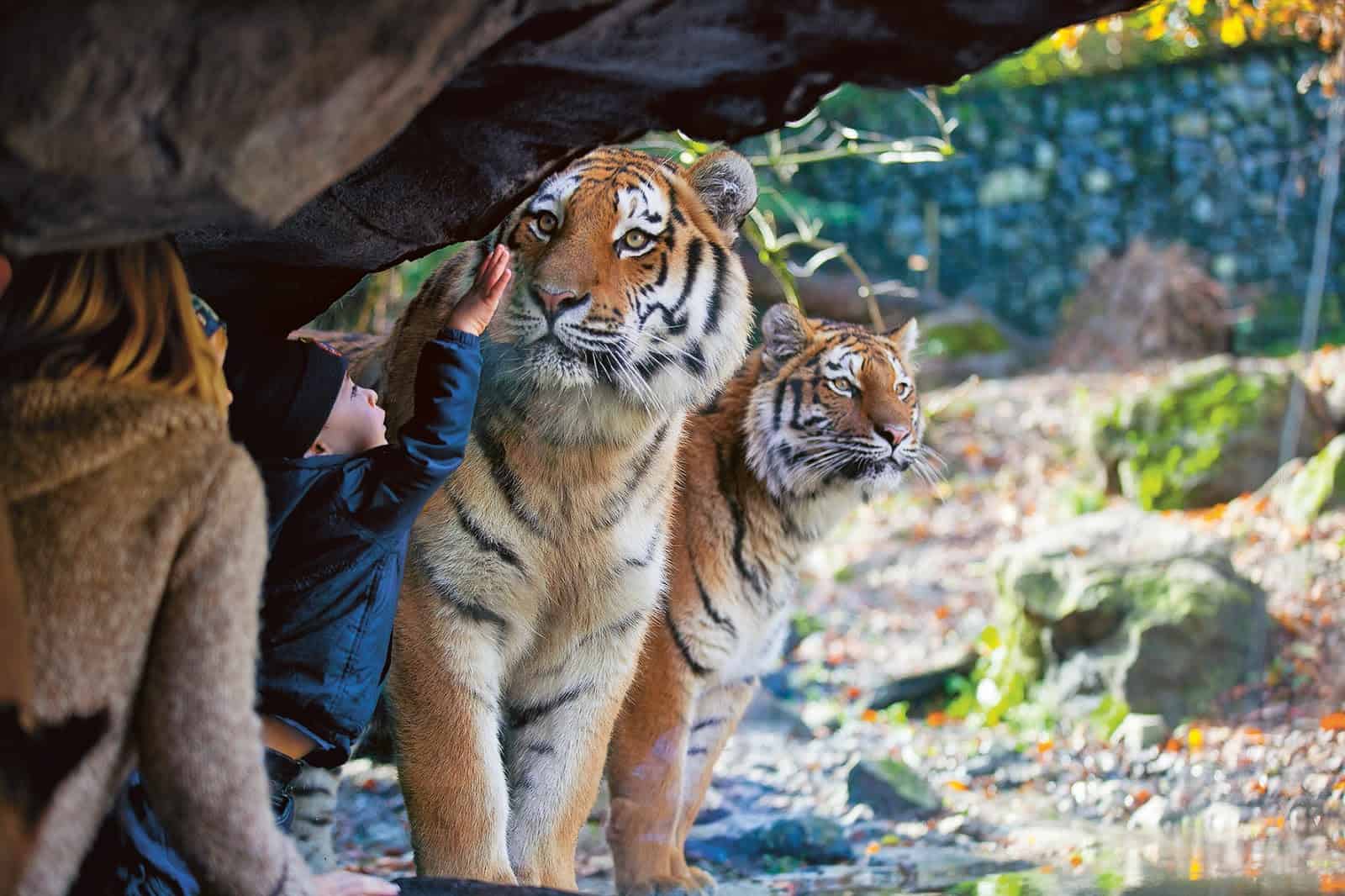 حديقة حيوانات زيورخ حديقة حيوانات زيورخ