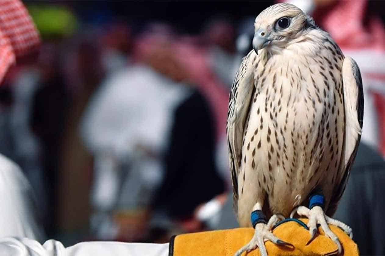 سيارة إسعاف سعودية للصقور لأول مرة في العالم