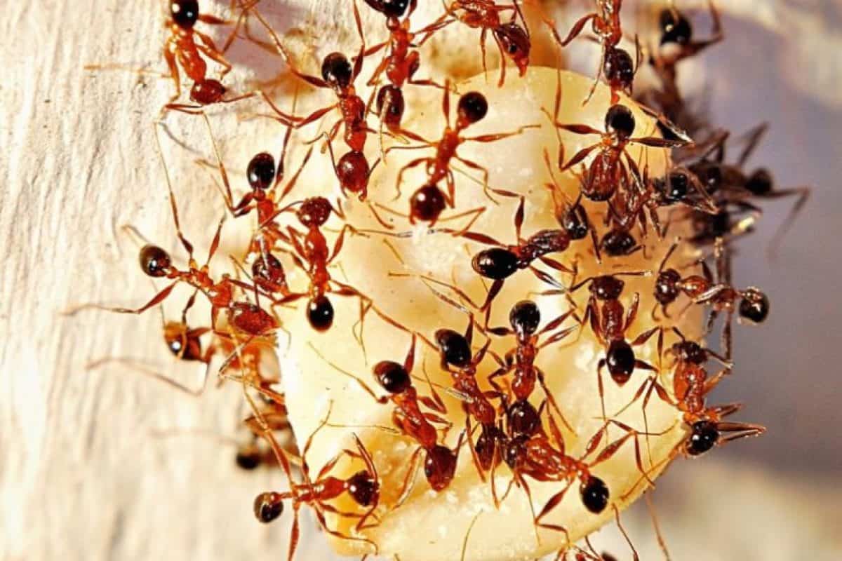 فوائد النمل للتربه