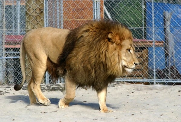موظف يُقدم كوجبة لأسد مفترس لمطالبته بالحصول على راتبه