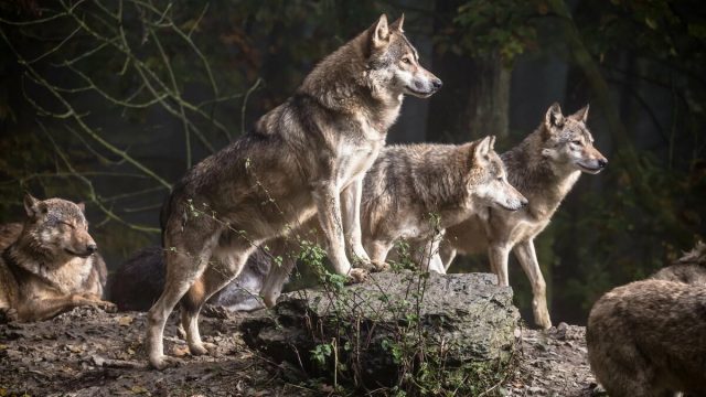 Interpretasi serigala ing ngimpi kanggo macem-macem kasus - Ensiklopedia