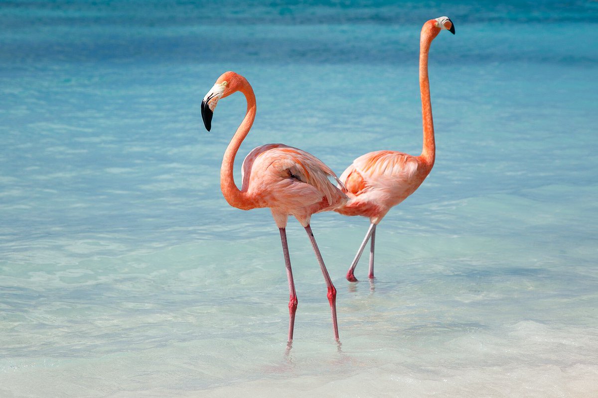 قصة الطائر مالك الحزين