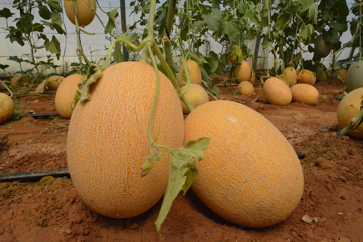 فوائد البطيخ الاصفر للاطفال