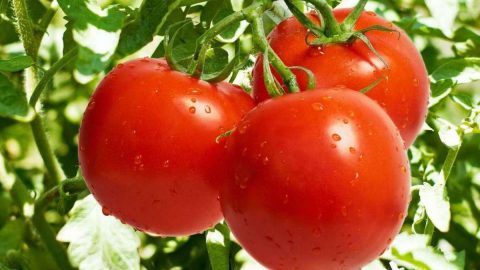 فوائد الطماطم لجسم الانسان
