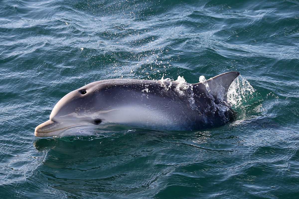معلومات عن مشروع UAE Dolphin للإهتمام بالدلافين في الامارات