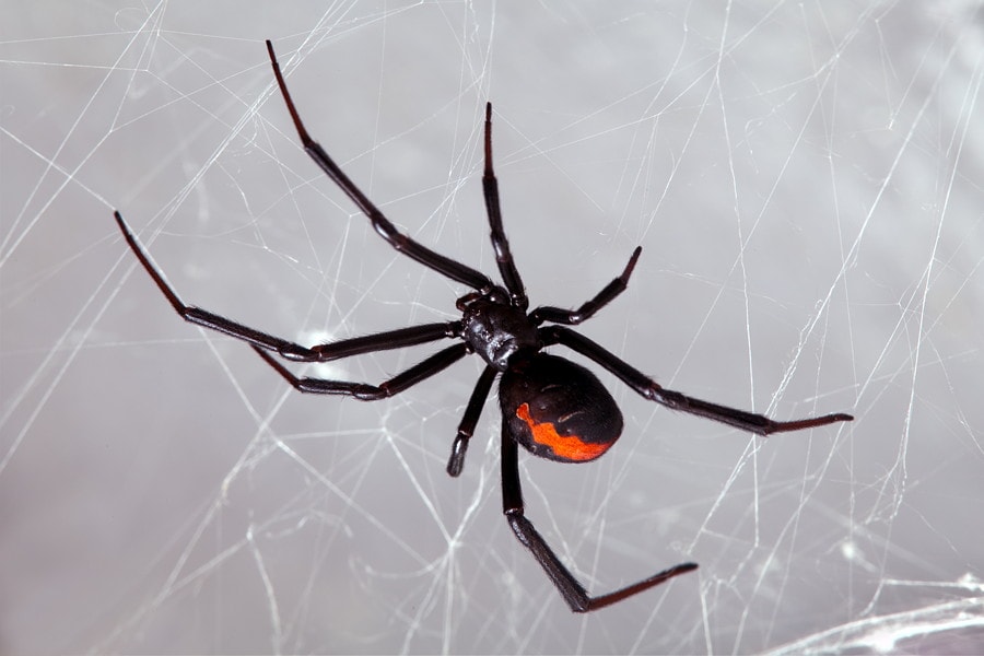 عناكب redback القاتلة عناكب redback القاتلة