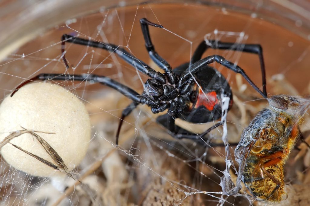 عناكب redback القاتلة - دبي