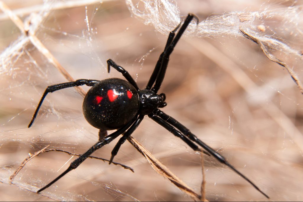 عناكب redback القاتلة - دبي