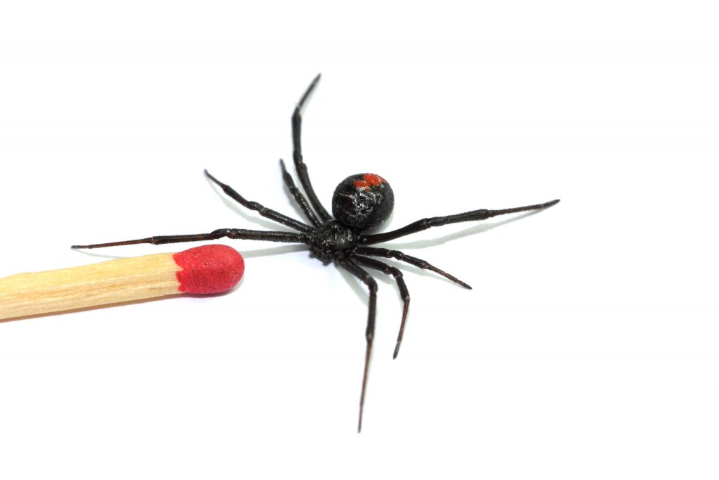 عناكب redback القاتلة - دبي