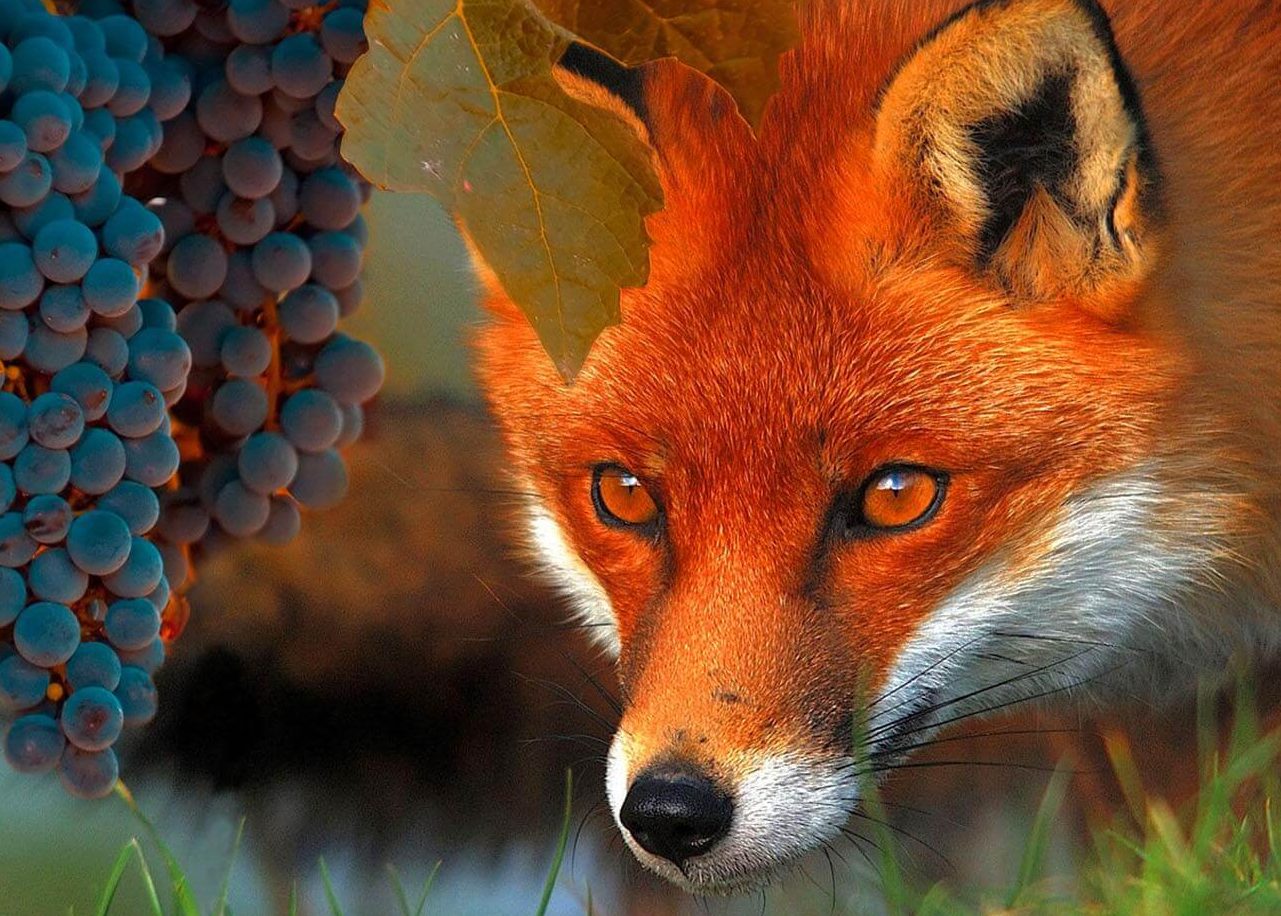 صور ثعلب تلوين