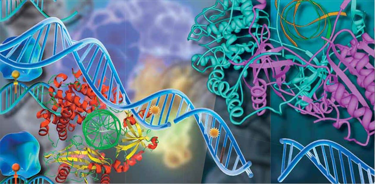 بحث عن الوراثة المندلية بالمراجع