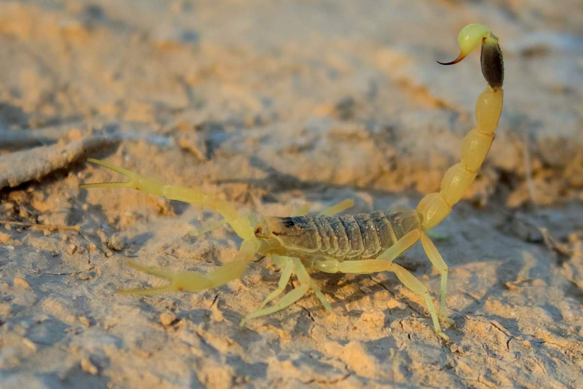 تفسير العقرب الصفراء في المنام بالتفصيل