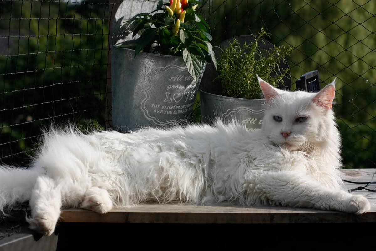 تفسير رؤية القطة البيضاء في المنام للعزباء