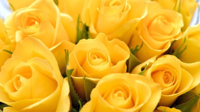 تفسير الورد الاصفر في المنام لابن سيرين للعزباء والمتزوجة