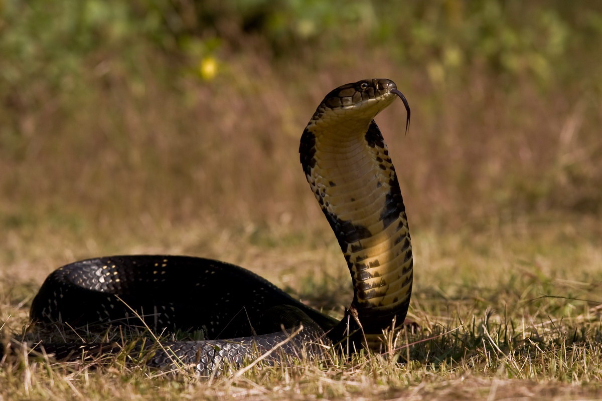 تفسير رؤية الثعبان