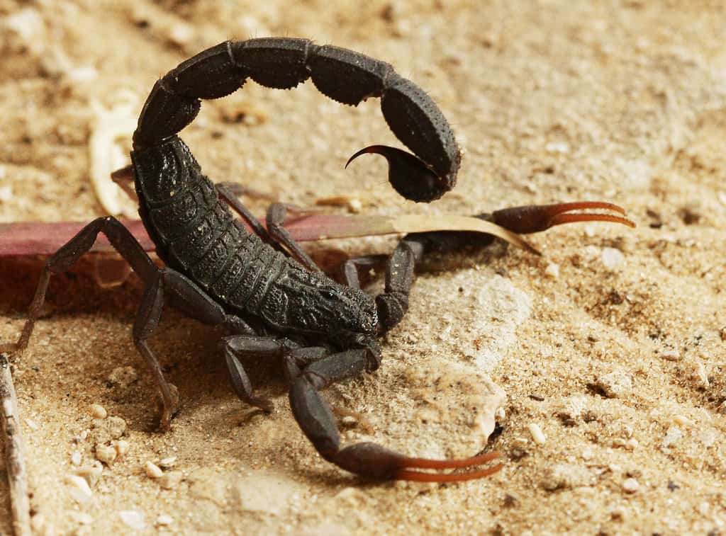 تفسير رؤية العقرب في المنام لابن سيرين