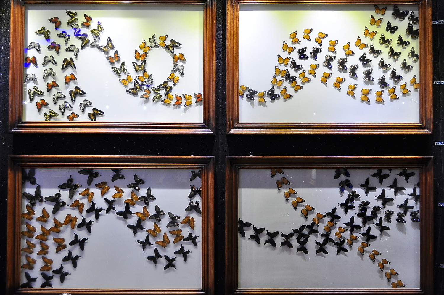 حديقة الفراشات دبي حديقة الفراشات دبي