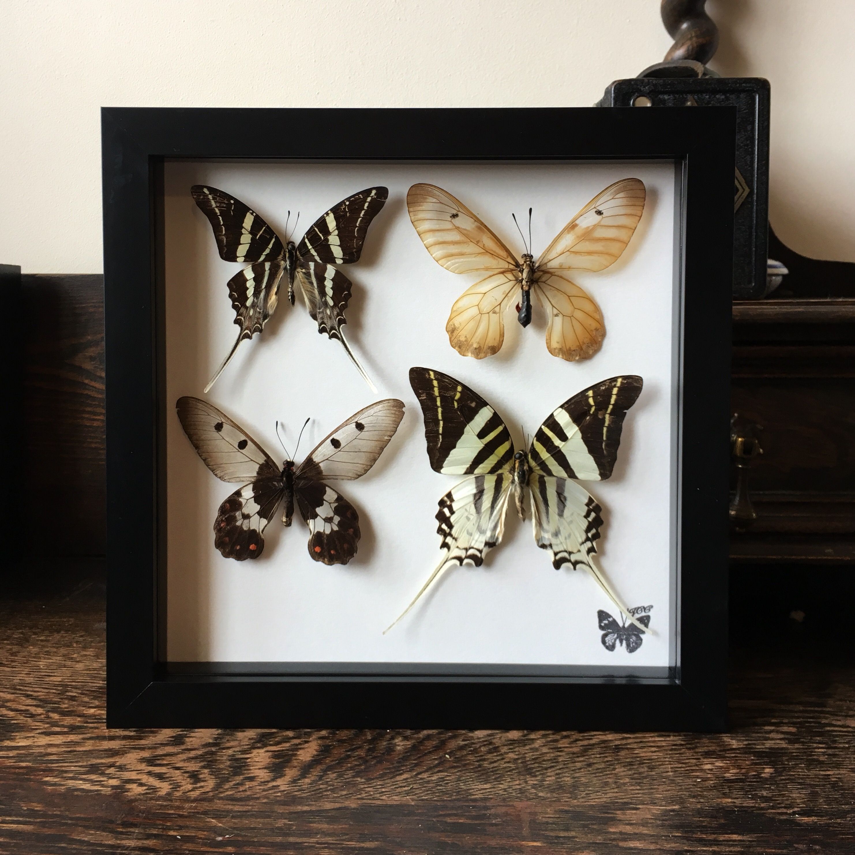 حديقة الفراشات دبي حديقة الفراشات دبي