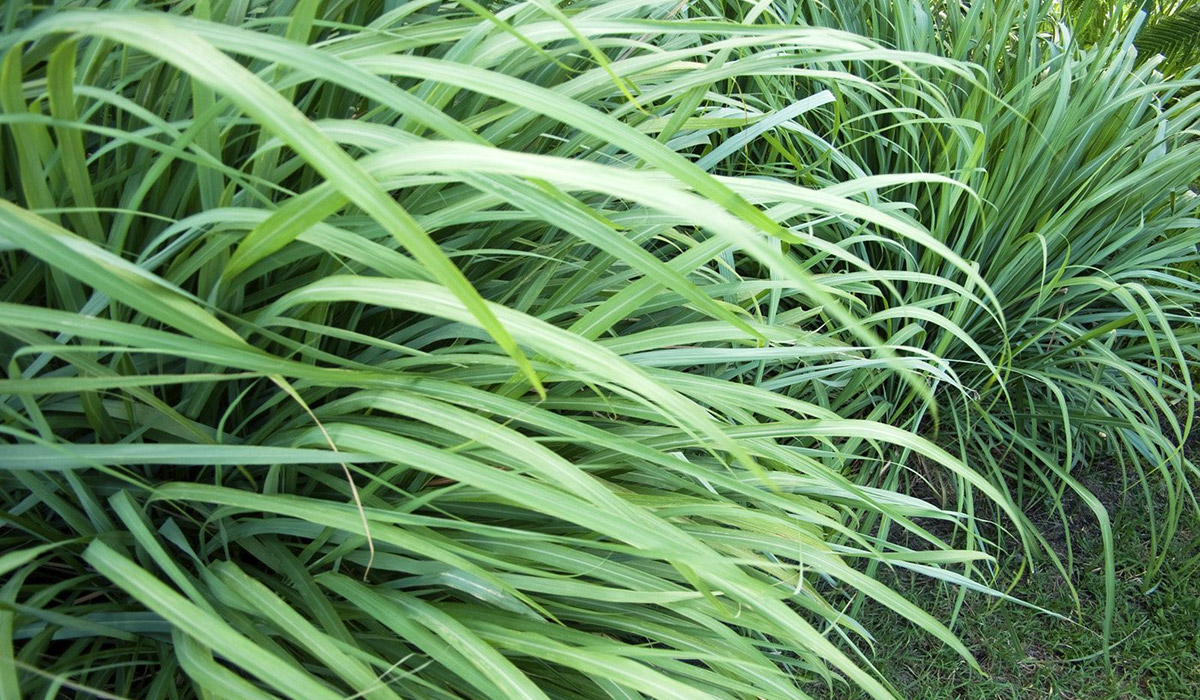 فوائد حشيشة الليمون وأضرارها