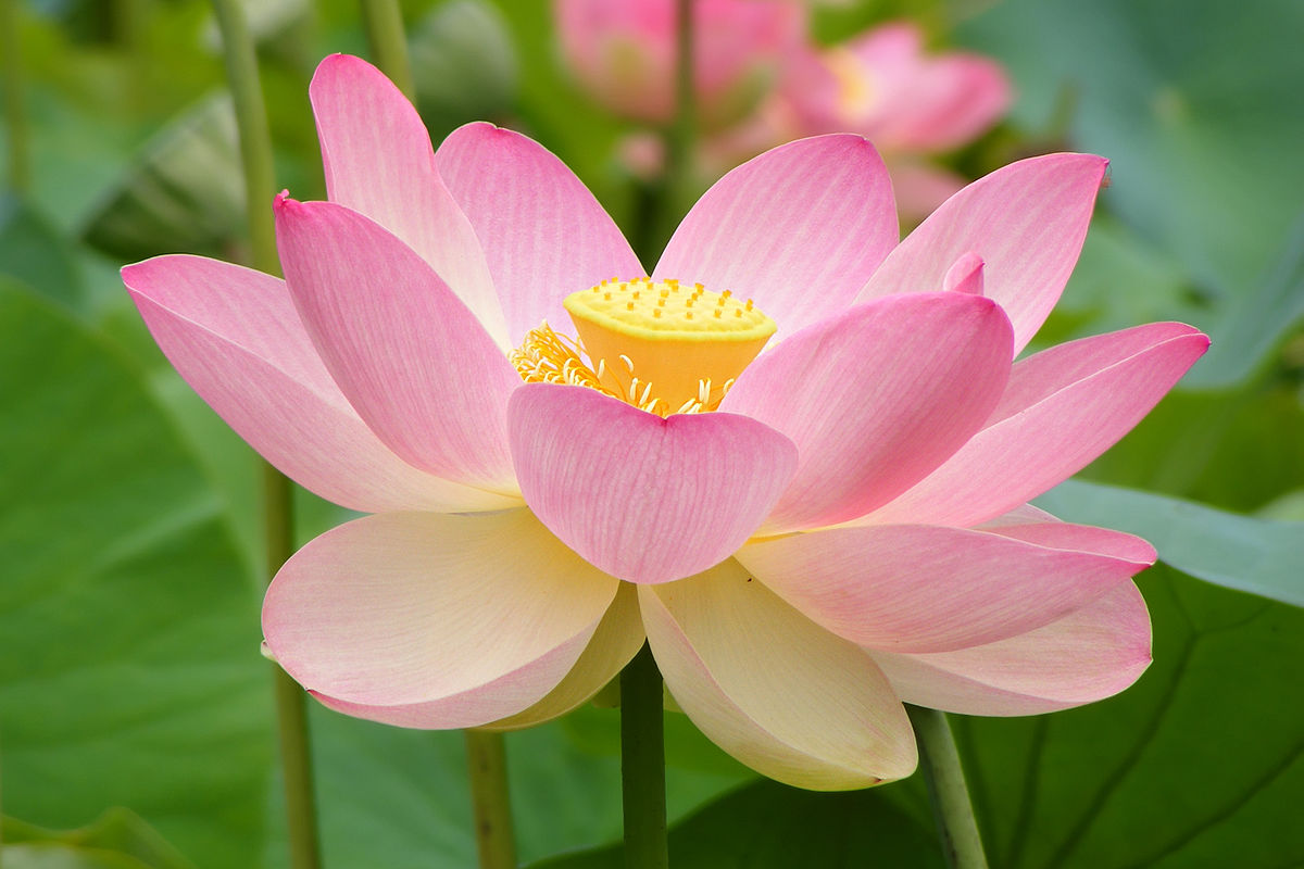 فوائد زهرة اللوتس للبشرة والشعر