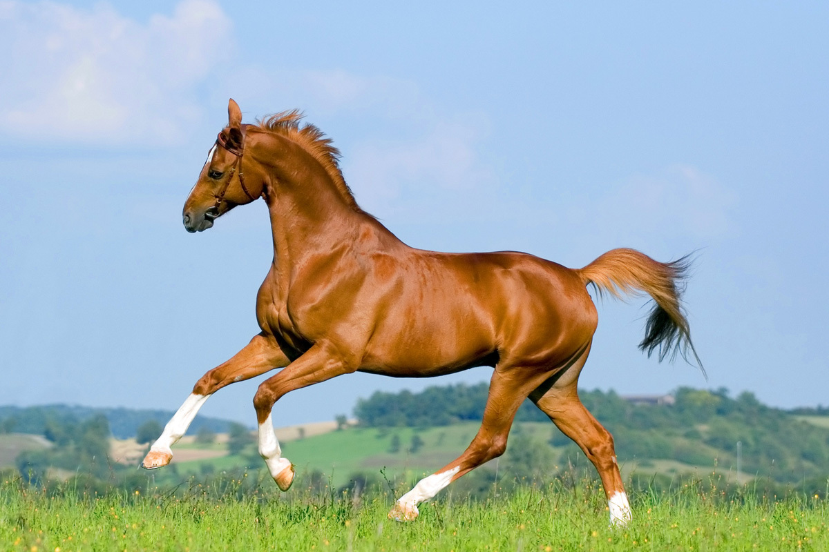 ألبوم صور احصنه وخيول جديدة HD