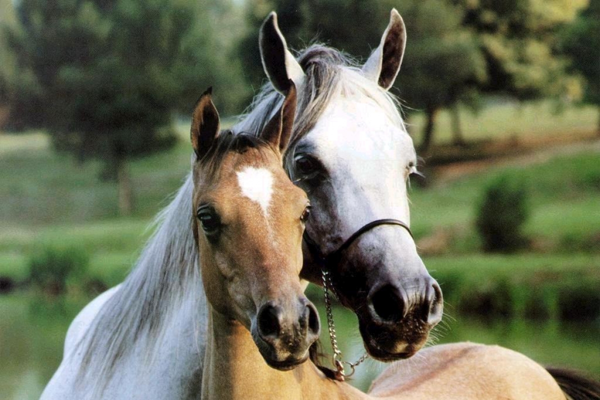 صور احصنه صور احصنه