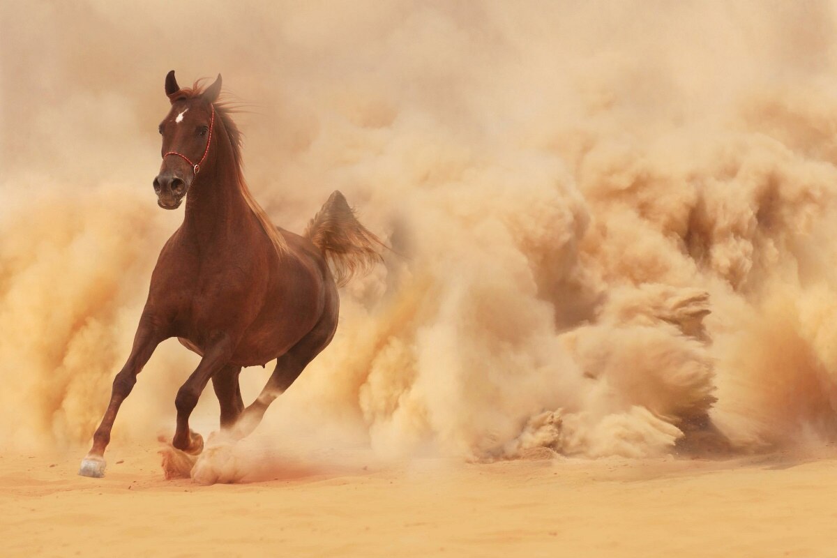 صور احصنه صور احصنه