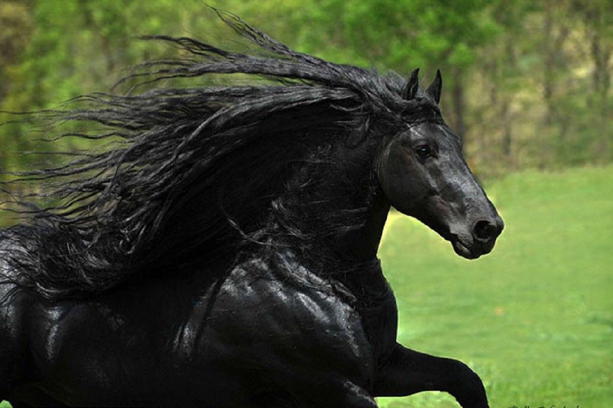 صور احصنه صور احصنه