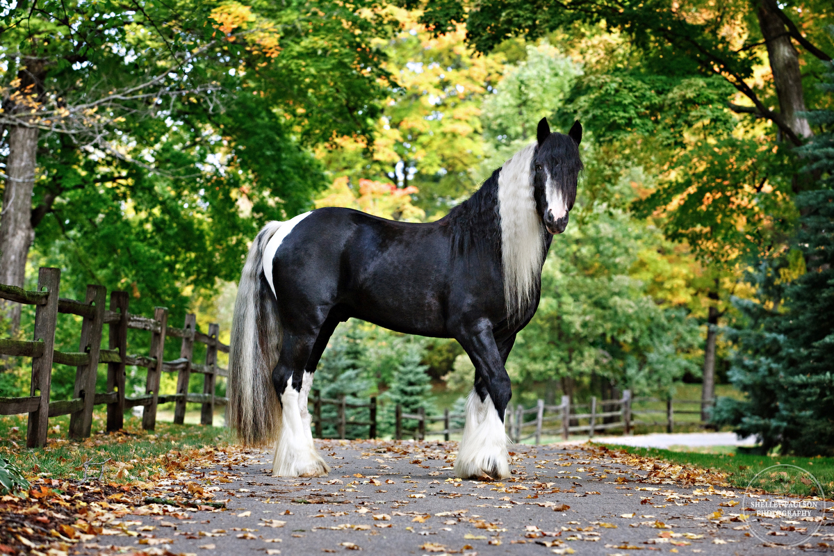 صور احصنه صور احصنه