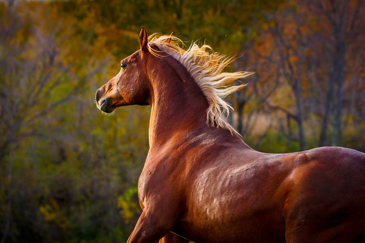 صور احصنه صور احصنه