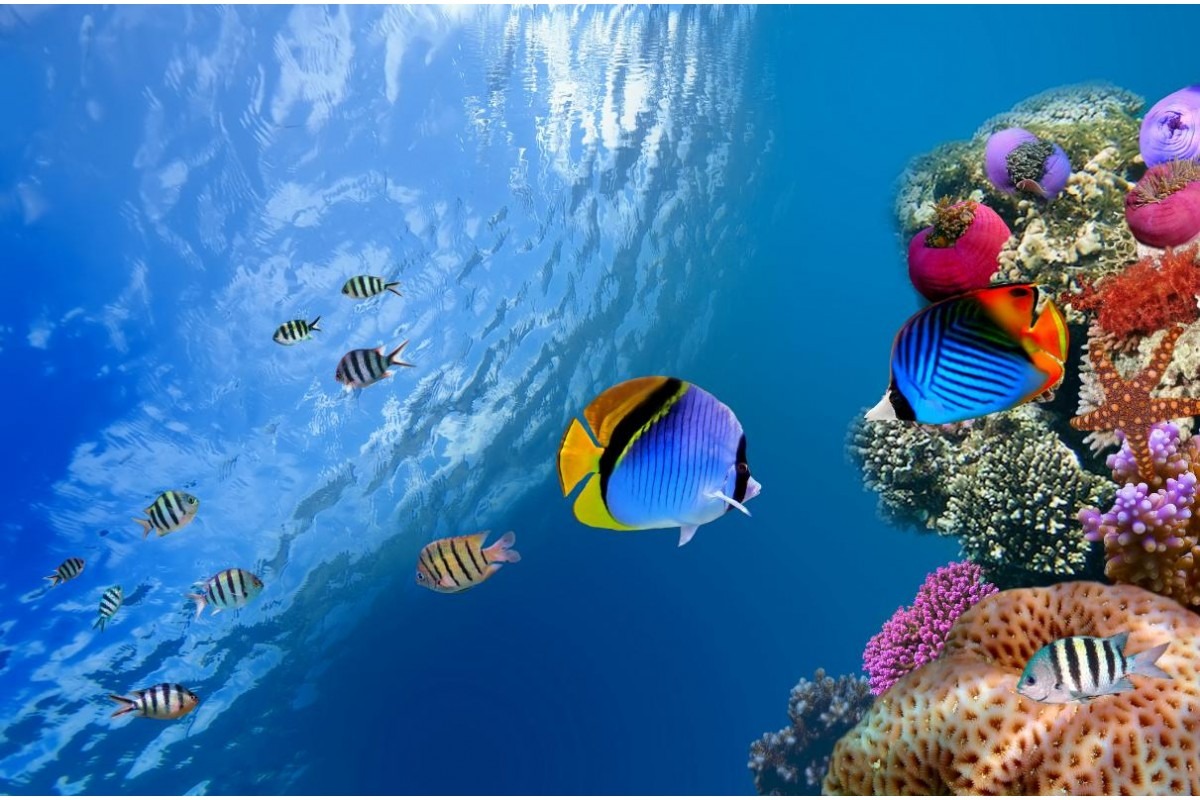 صور عن البحر صور عن البحر