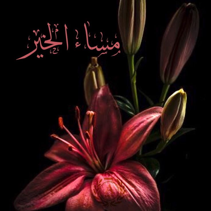 صور مساء الخير صور مساء الخير