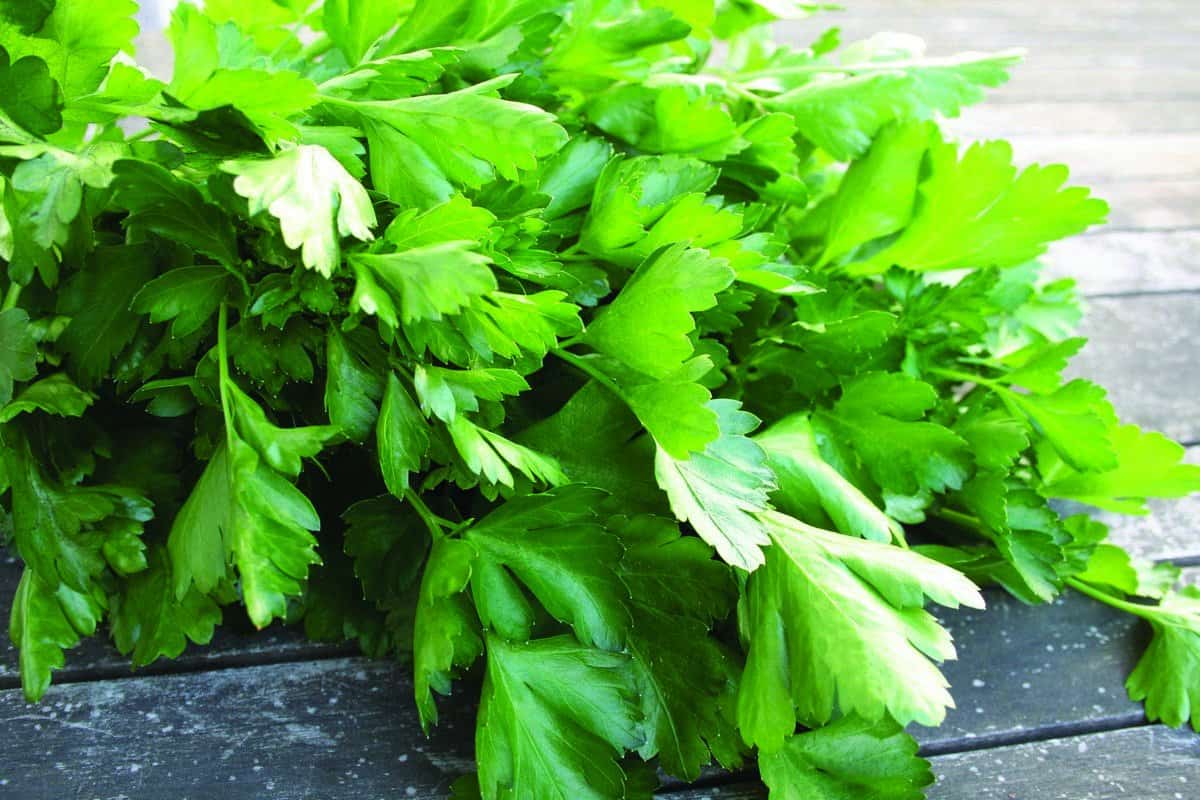 فوائد البقدونس للبشرة وكيفية استعماله