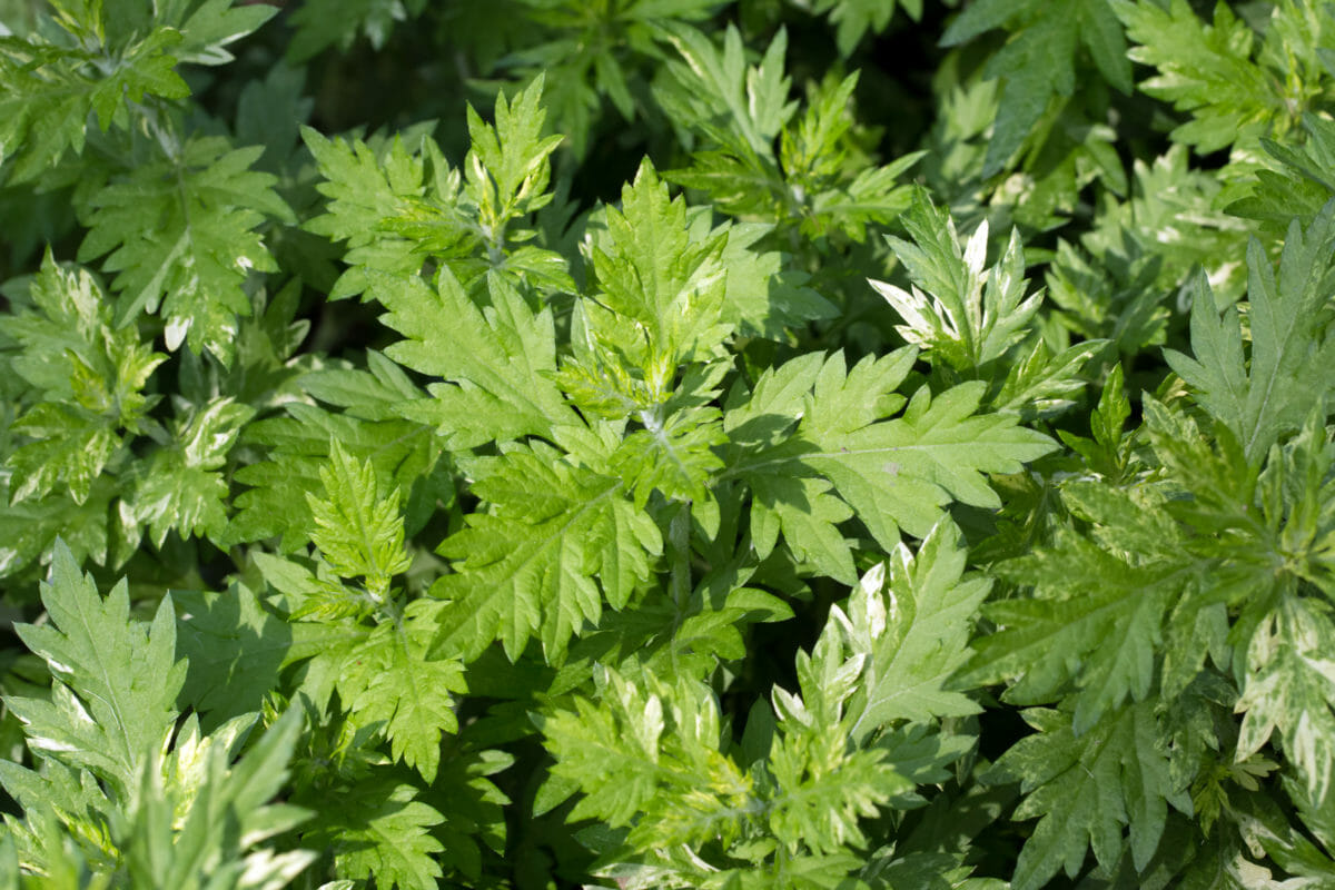 ما هي فوائد الشيح للجسم