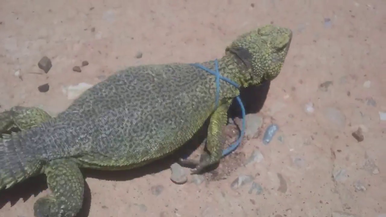 ما هي فوائد الضب وطريقه تحضيره