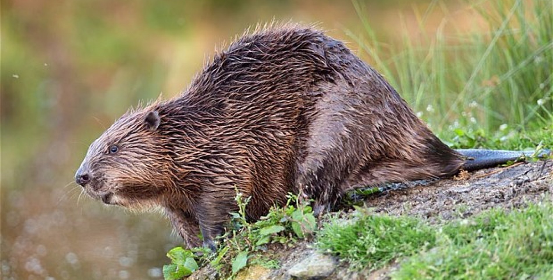 ما هو حيوان القندس