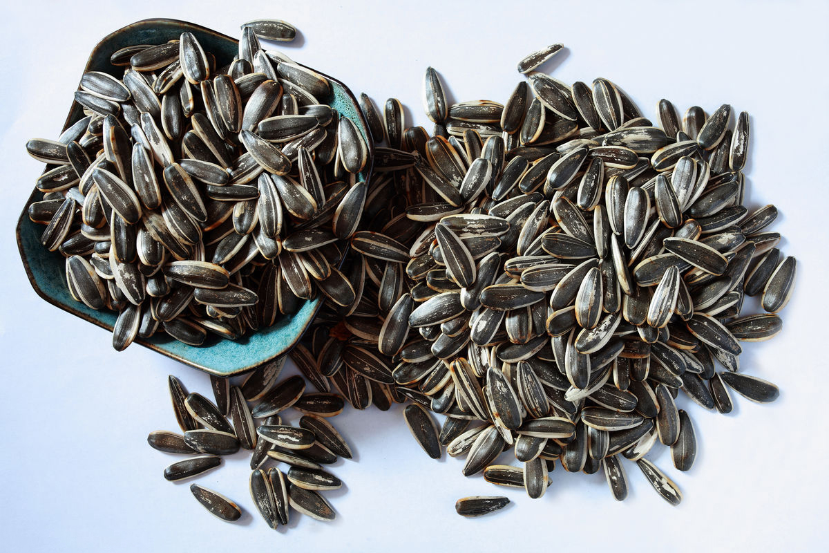 دراسة جدوى مشروع مقلة لب مربحة جدا‎