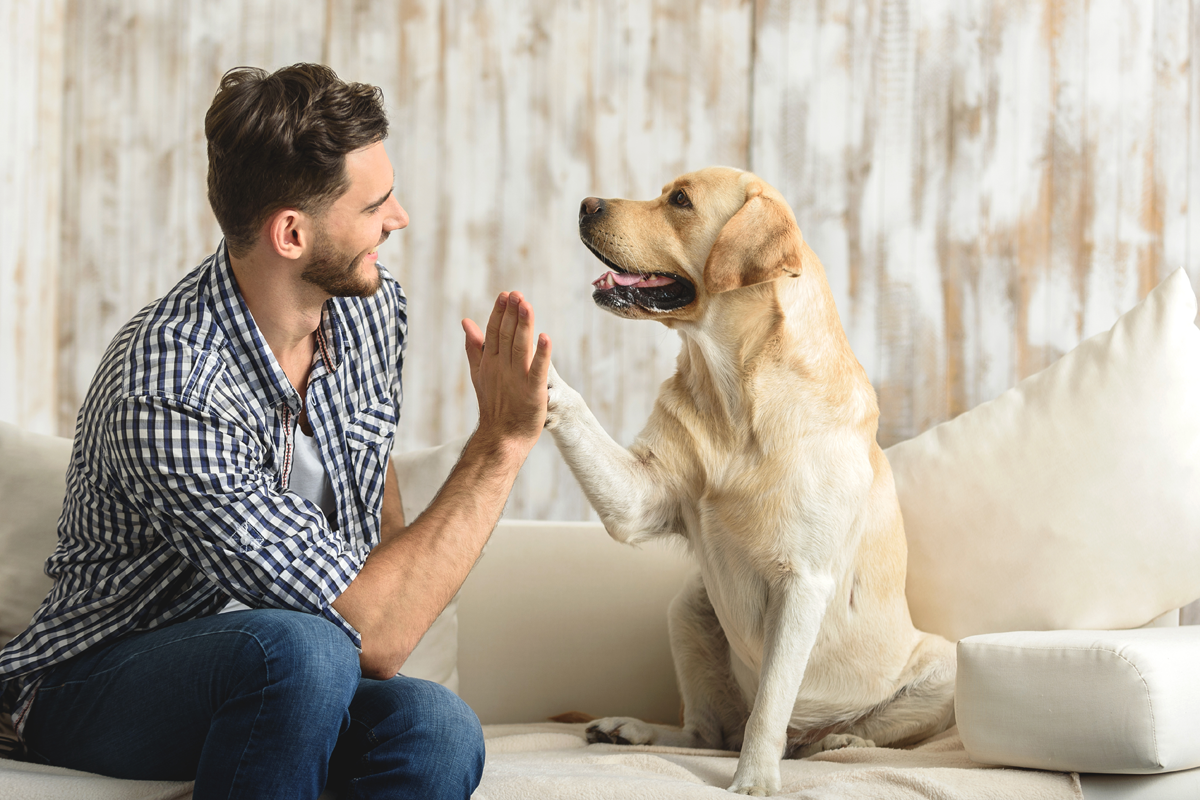 ما هي قوانين امتلاك الكلاب في دبي