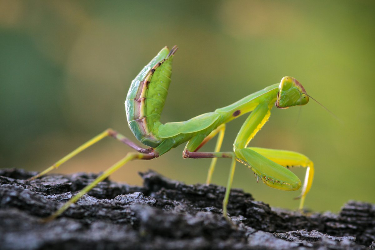 شكل حشرة فرس النبي وغذائها وأماكن تواجدها