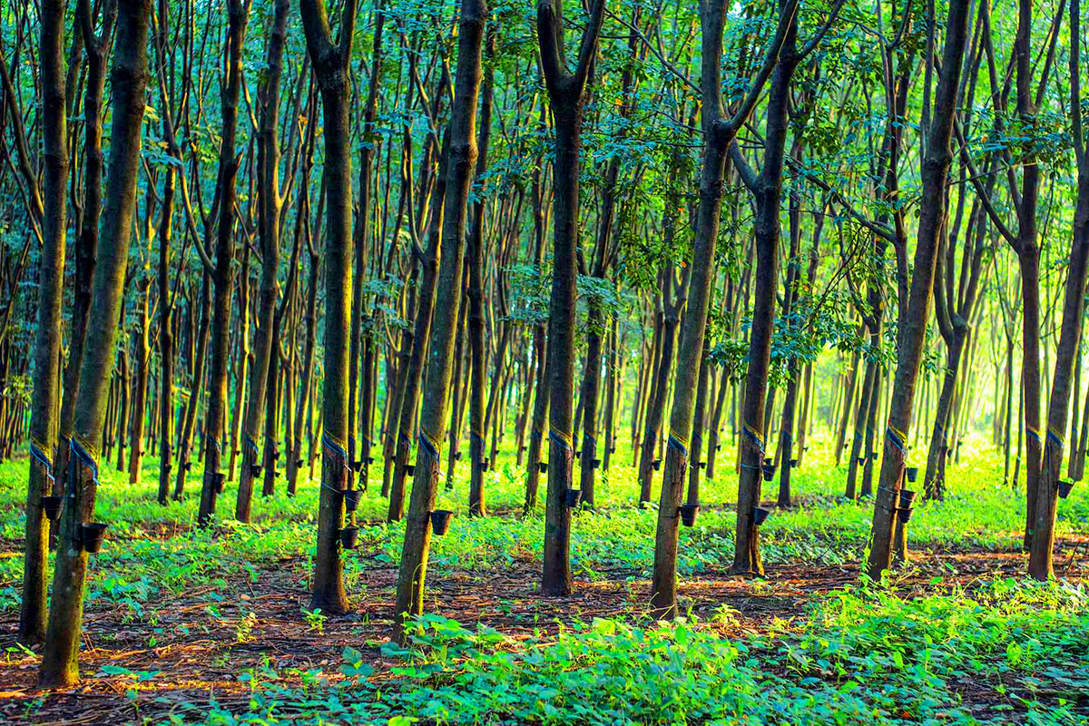 شجرة المطاط القيمة الاقتصادية